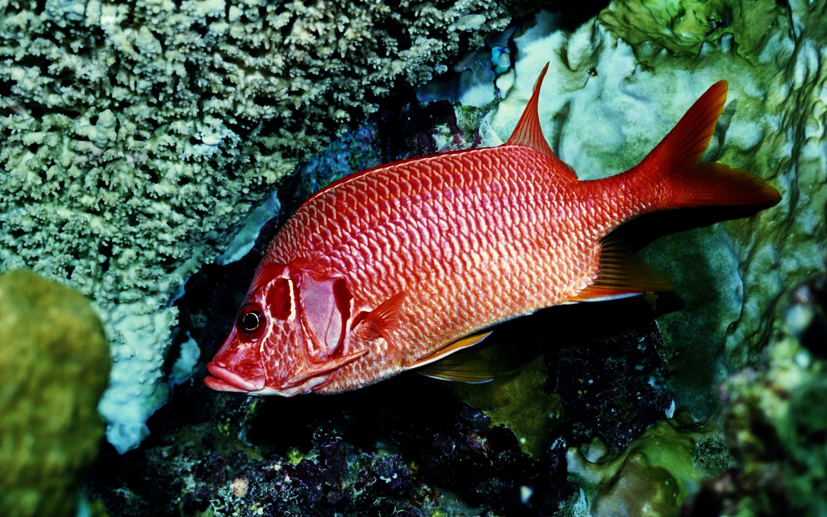 red, Fish, Alone Wallpaper
