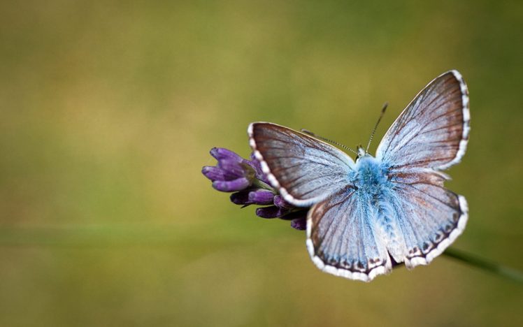butterflies, Closeup, Insects, Animals, Moth, Butterfly HD Wallpaper Desktop Background