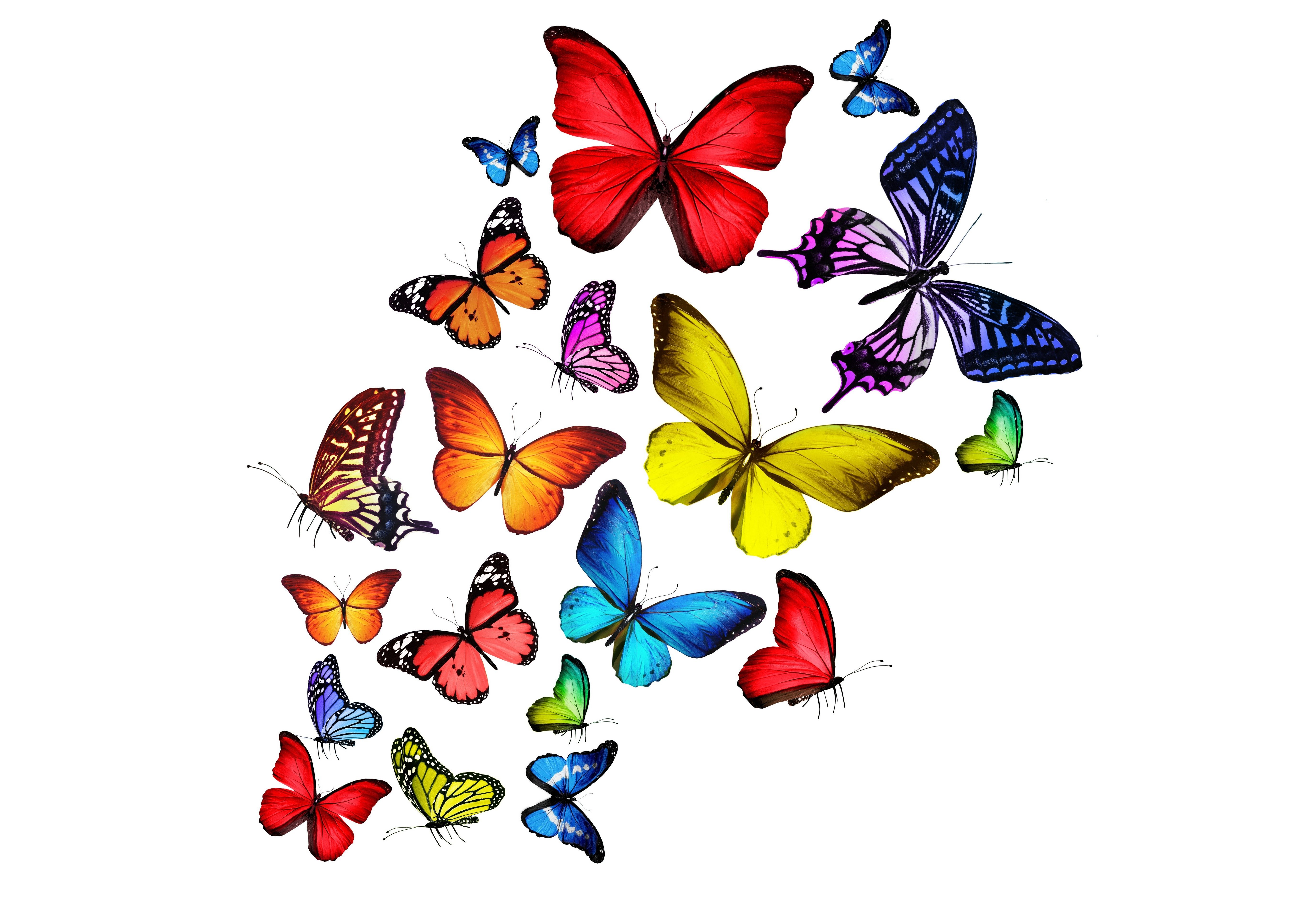 insects, Butterflies, Animals, Butterfly, Bokeh Wallpaper