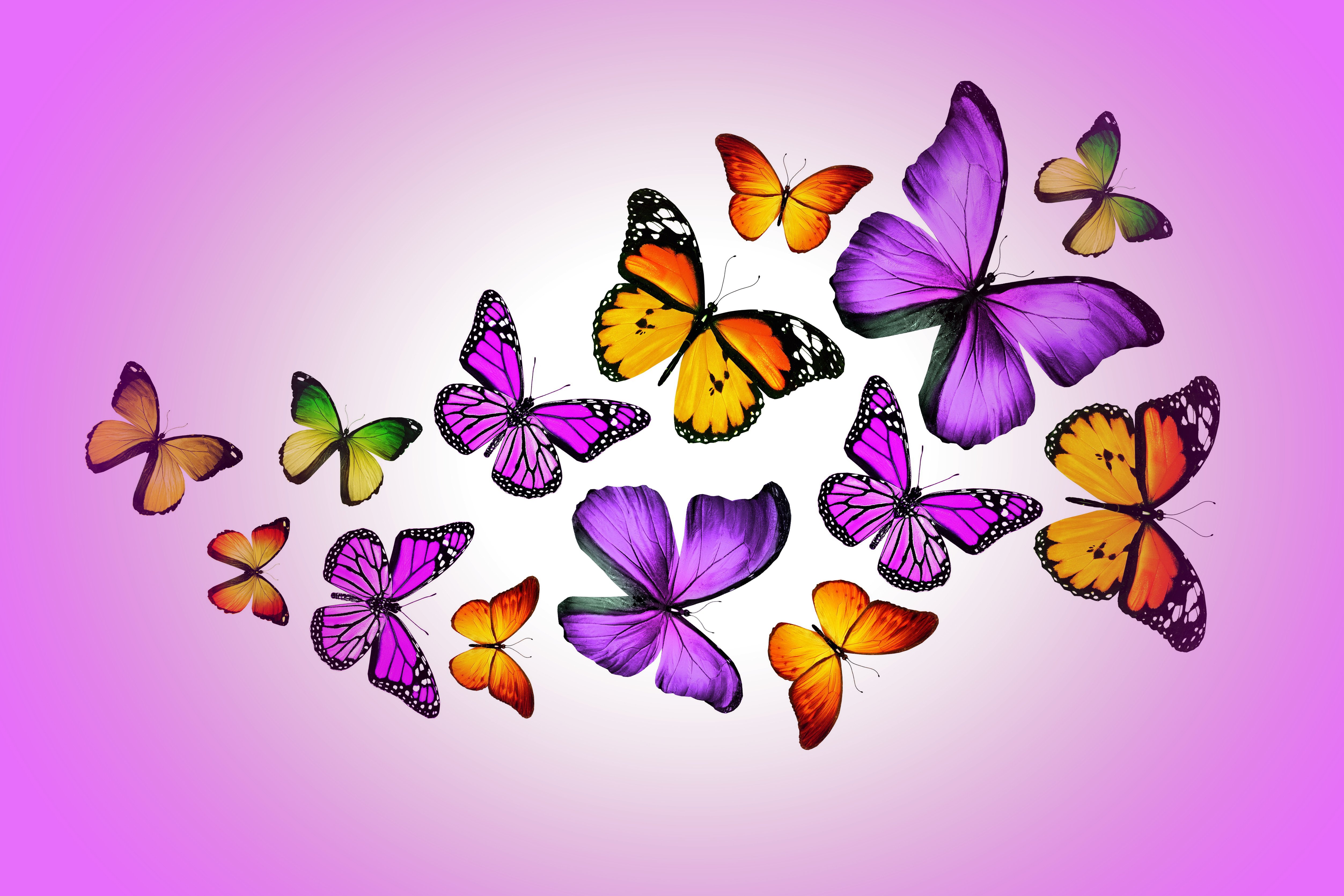 insects, Butterflies, Animals, Butterfly, Bokeh Wallpaper