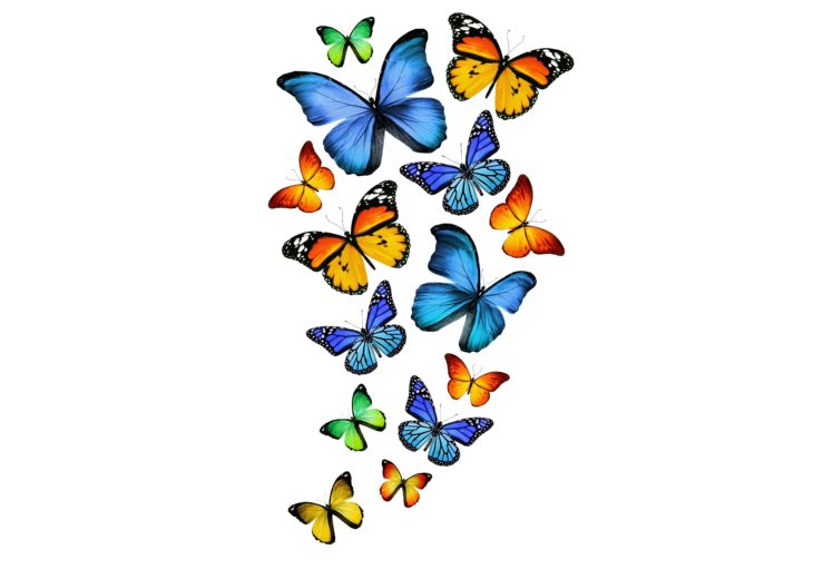 insects, Butterflies, Animals, Butterfly, Bokeh HD Wallpaper Desktop Background