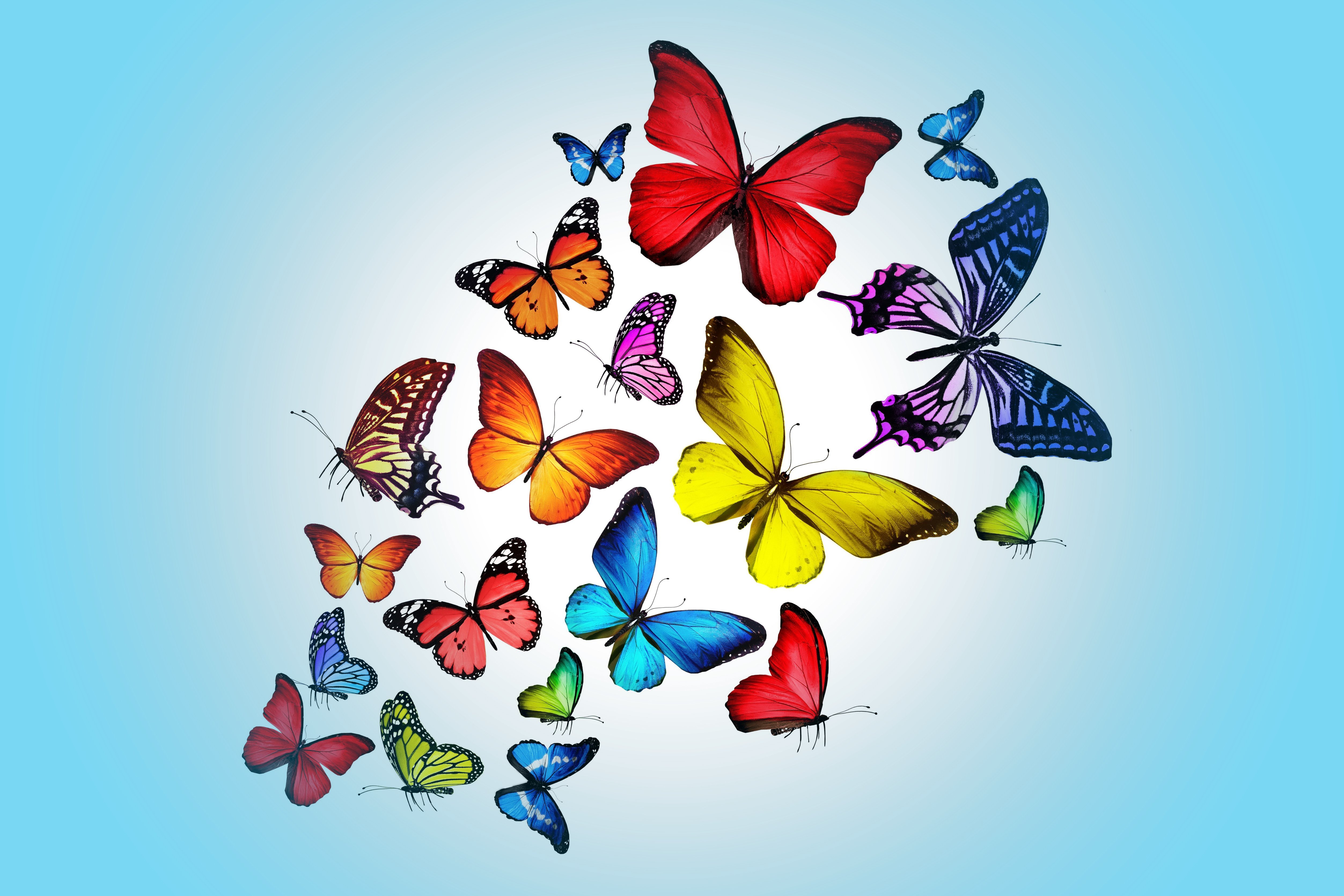insects, Butterflies, Animals, Butterfly, Bokeh Wallpaper