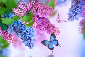 insects, Butterflies, Lilac, Animals, Flowers, Butterfly