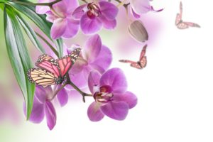 insects, Butterflies, Orchid, Animals, Flowers, Butterfly