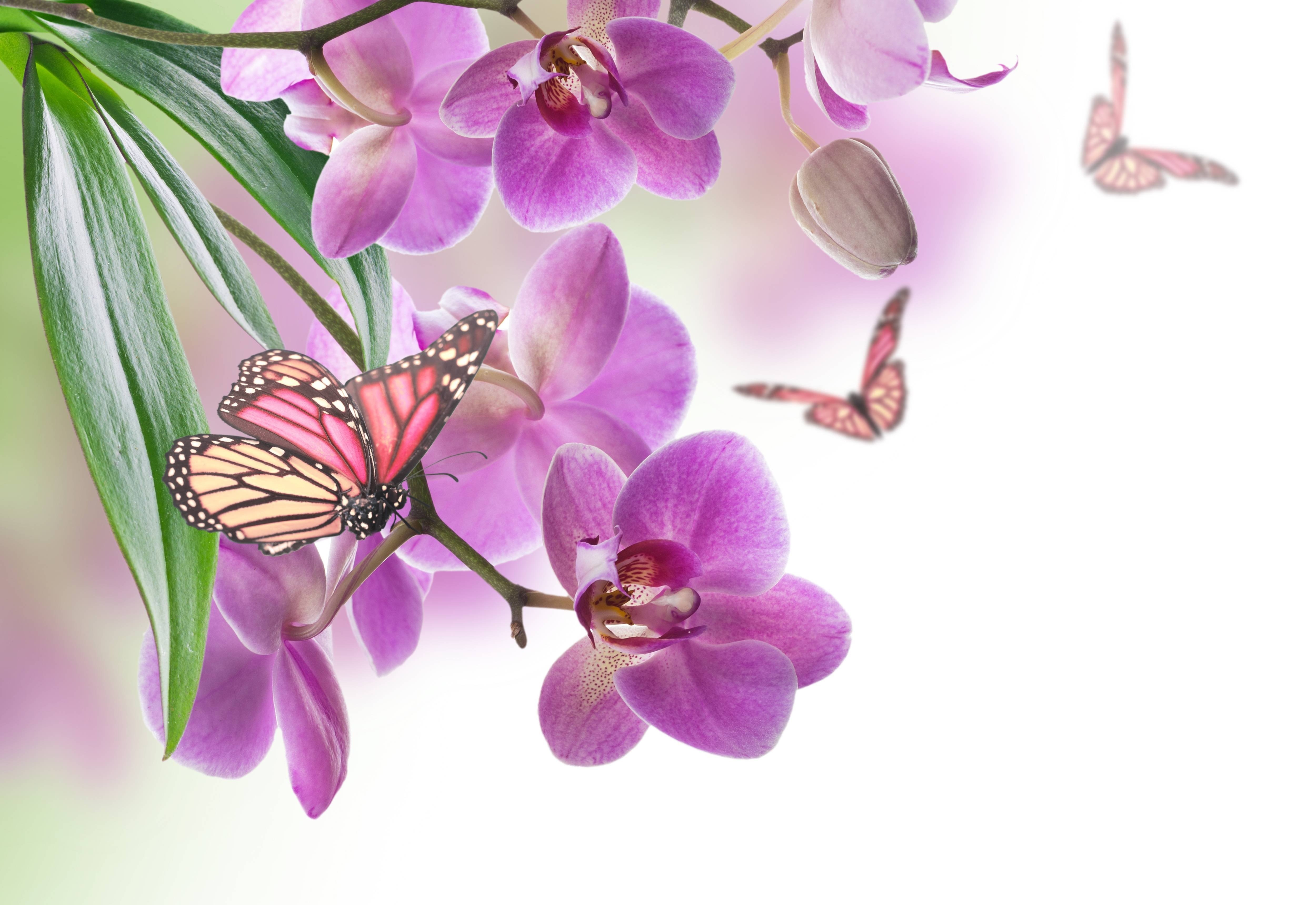 insects, Butterflies, Orchid, Animals, Flowers, Butterfly Wallpaper