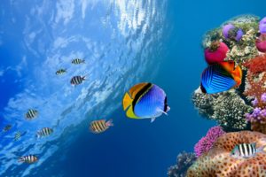underwater, Coral, Fish, Sea, Ocean