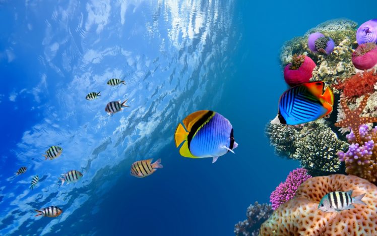 underwater, Coral, Fish, Sea, Ocean HD Wallpaper Desktop Background