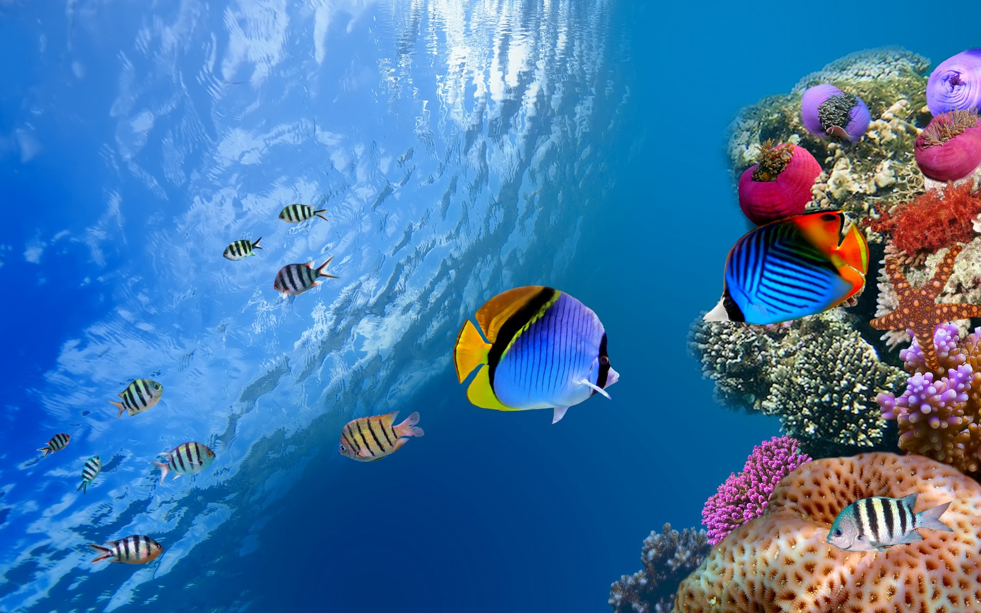 underwater, Coral, Fish, Sea, Ocean Wallpaper