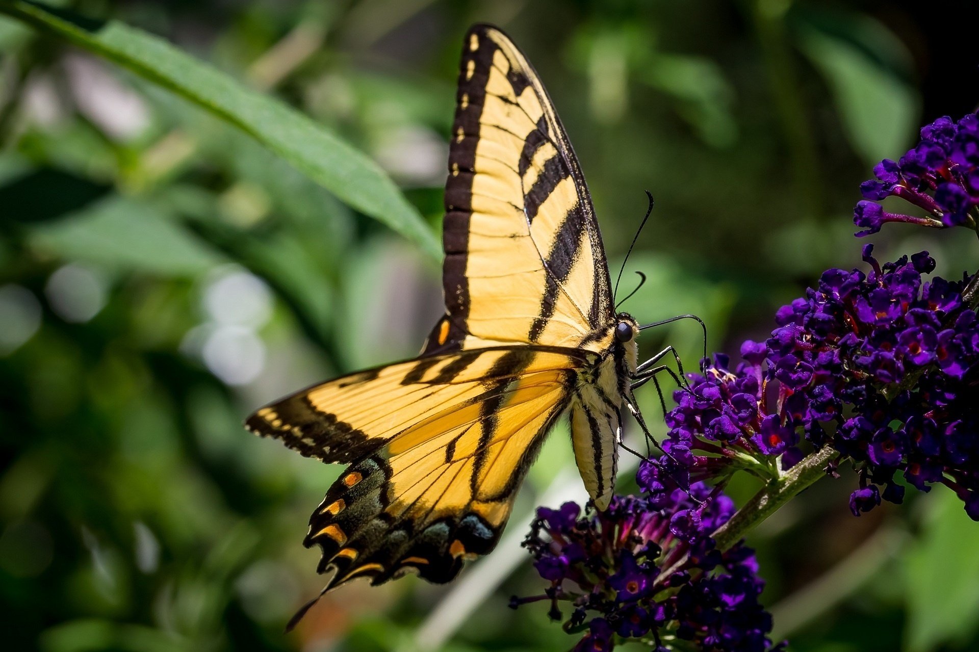 butterfly, Wings, Macro, Color, Bokeh Wallpaper