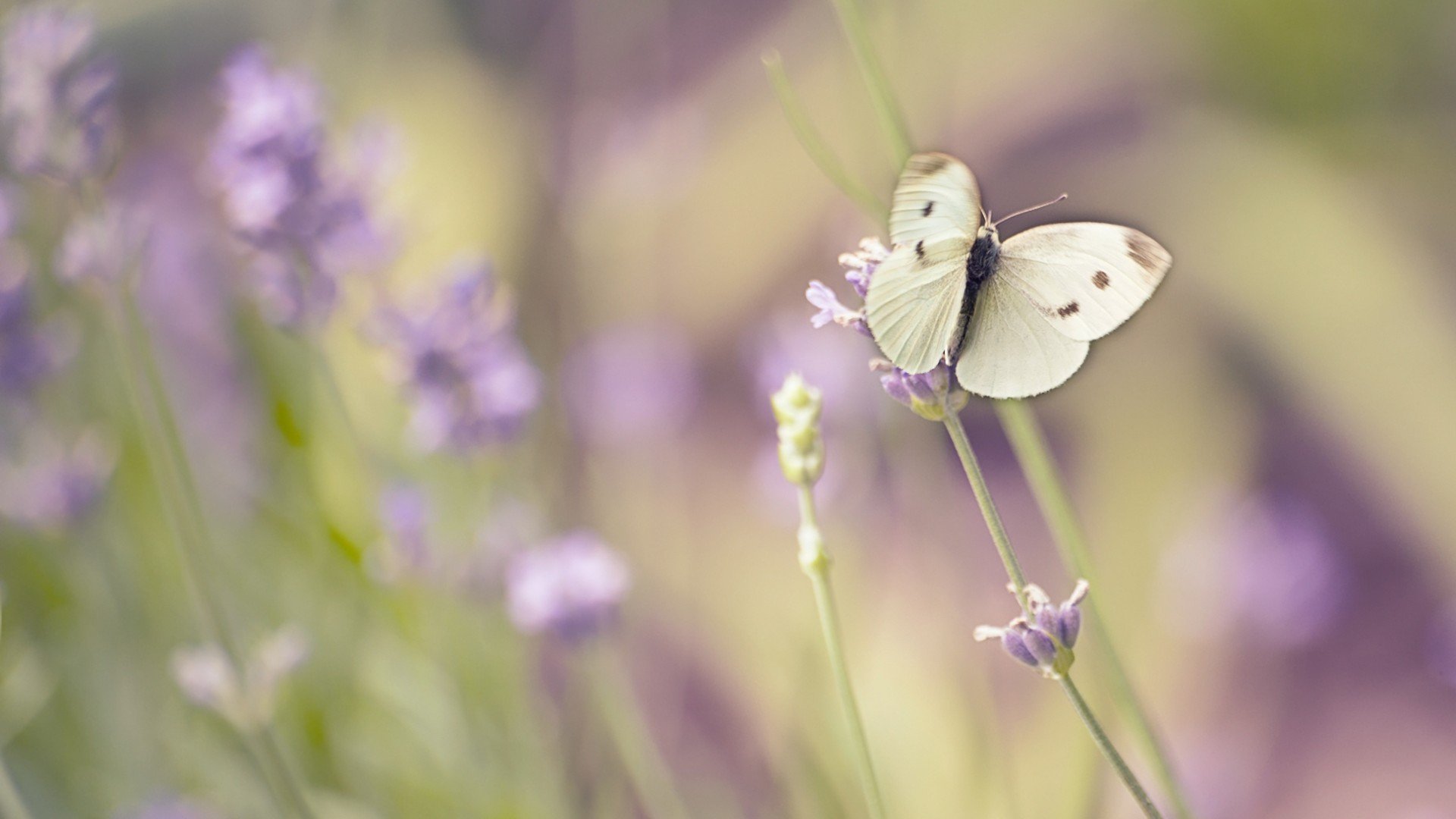 animal, Butterfly, Insect Wallpaper