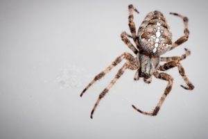 spider, Web, Close up