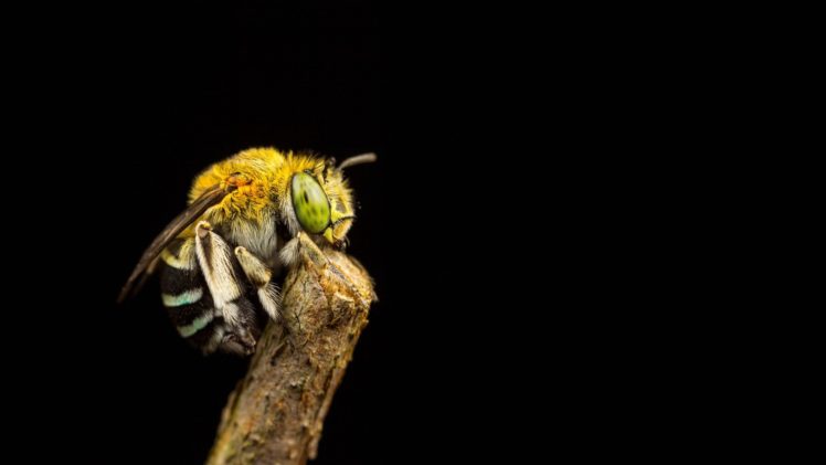 bee, Animal, Insect HD Wallpaper Desktop Background
