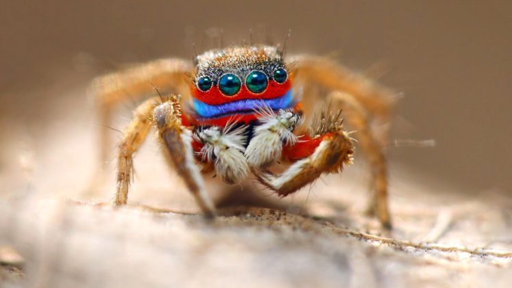 spider, Animal, Insect HD Wallpaper Desktop Background