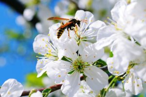 bee, Insect, Flower, White