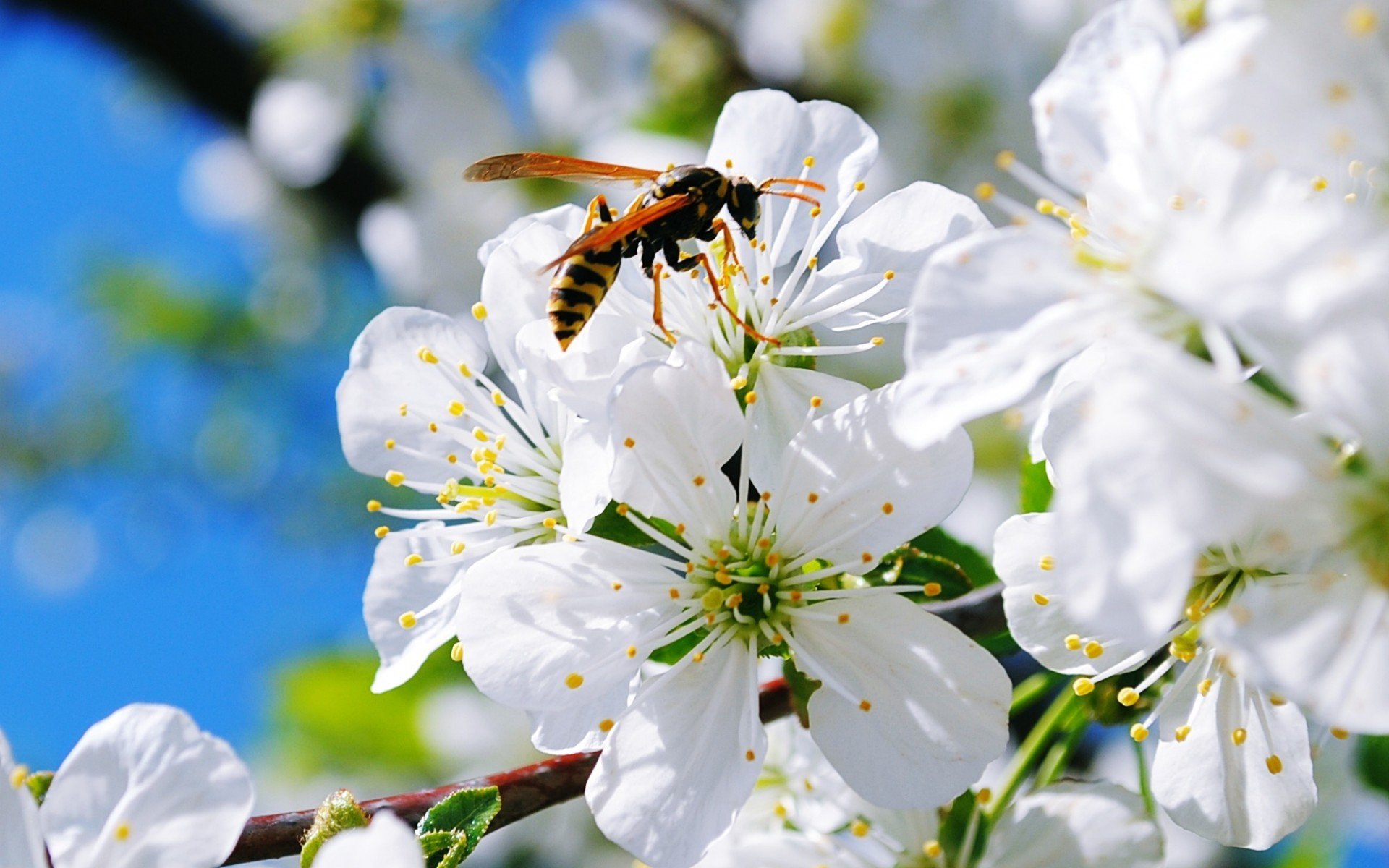 bee, Insect, Flower, White Wallpaper