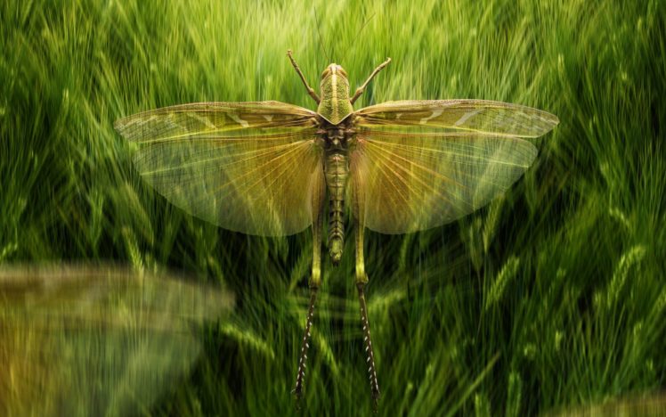 insect, Wings, Animal HD Wallpaper Desktop Background
