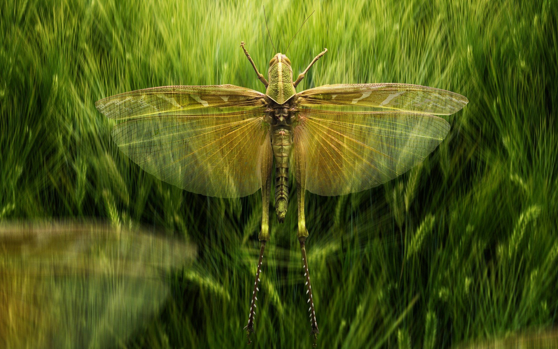 insect, Wings, Animal Wallpapers HD / Desktop and Mobile Backgrounds