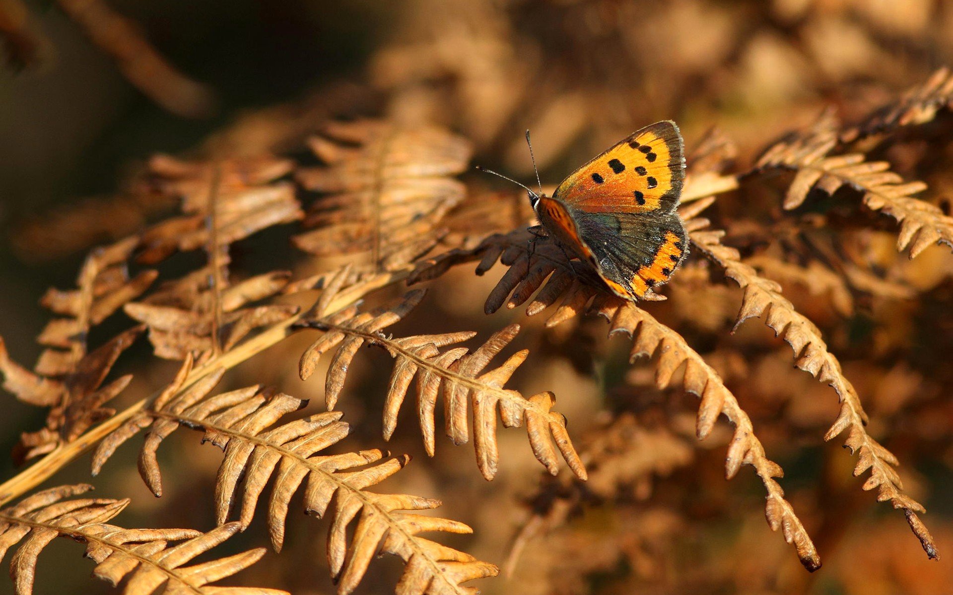 butterfly, Insect, Animal Wallpaper