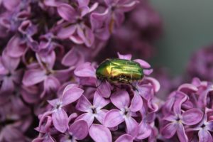 bug, Purple, Insect