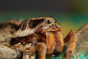 tarantula, Spider, Insect