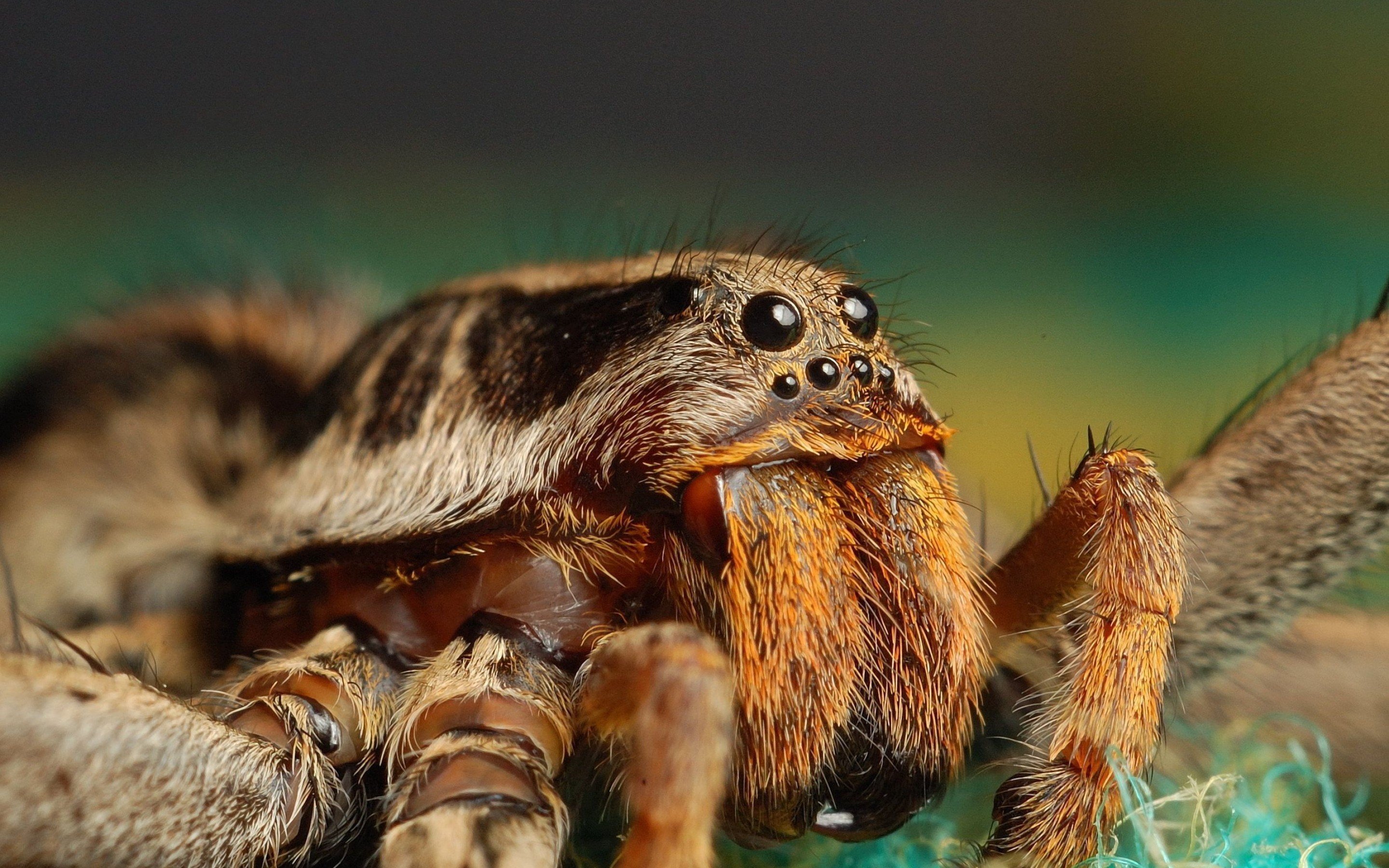 tarantula, Spider, Insect Wallpaper