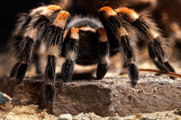 tarantula, Spider, Insect HD Wallpaper Desktop Background