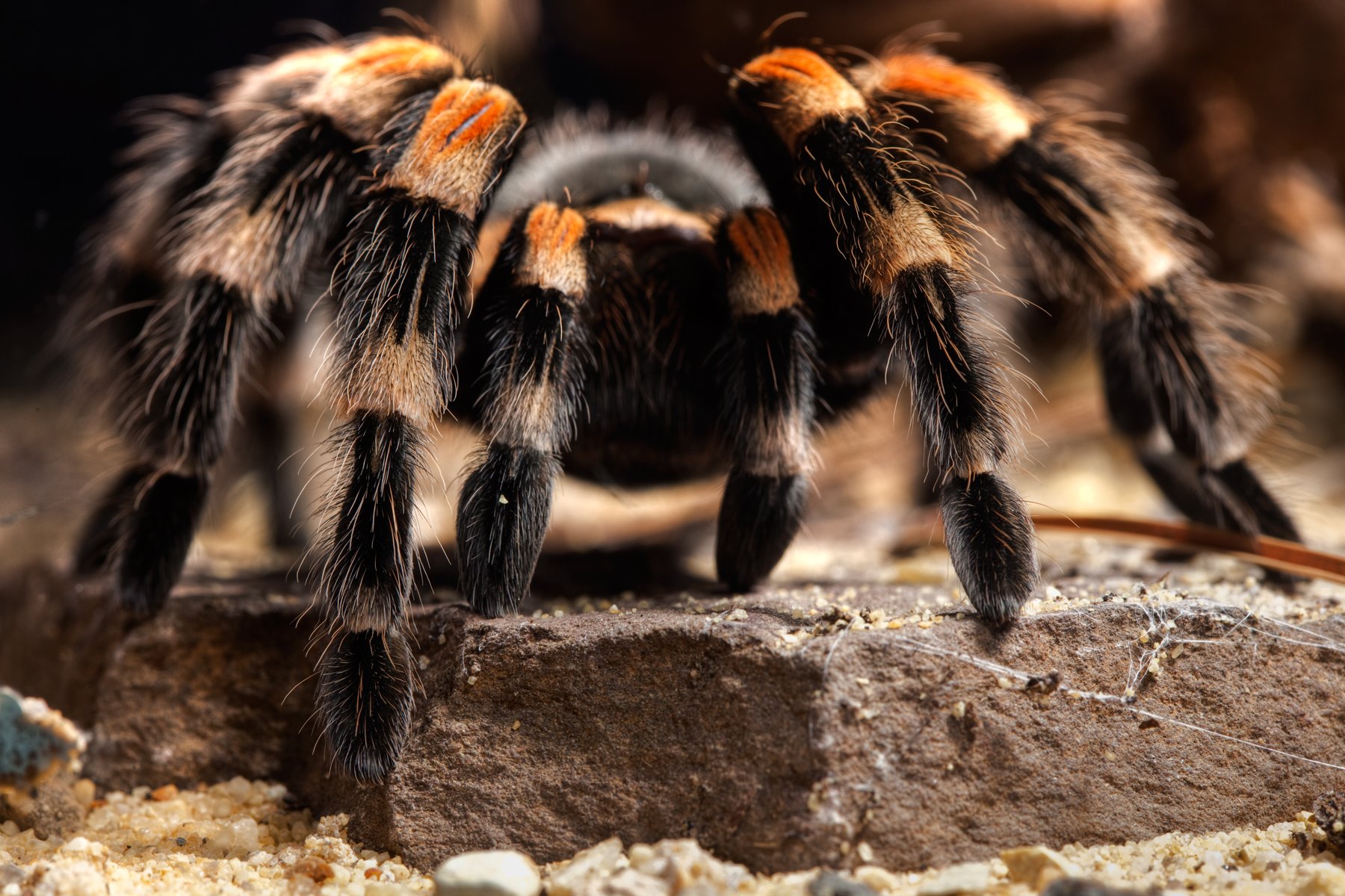 tarantula, Spider, Insect Wallpaper