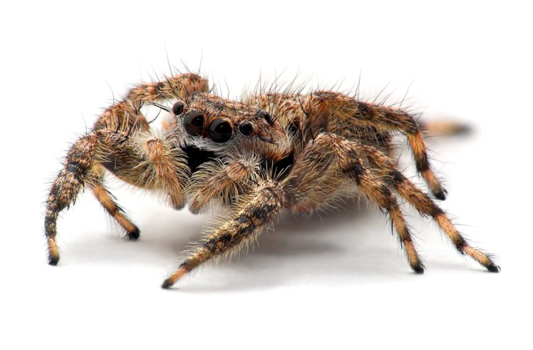 tarantula, Spider, Insect HD Wallpaper Desktop Background