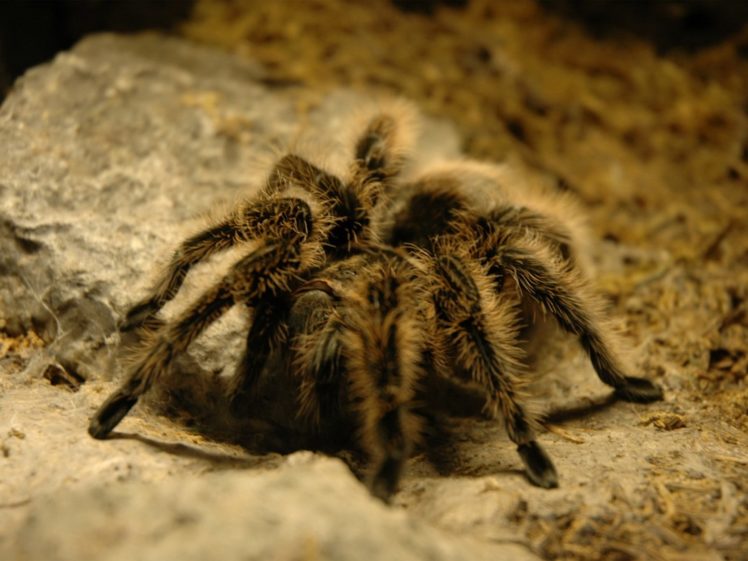 tarantula, Spider, Insect HD Wallpaper Desktop Background
