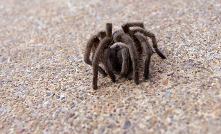 tarantula, Spider, Insect Wallpapers HD / Desktop and Mobile Backgrounds