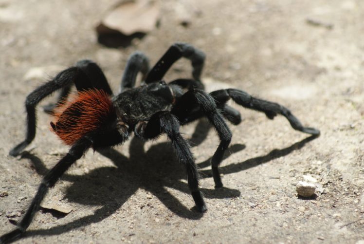 tarantula, Spider, Insect Wallpapers HD / Desktop and Mobile Backgrounds