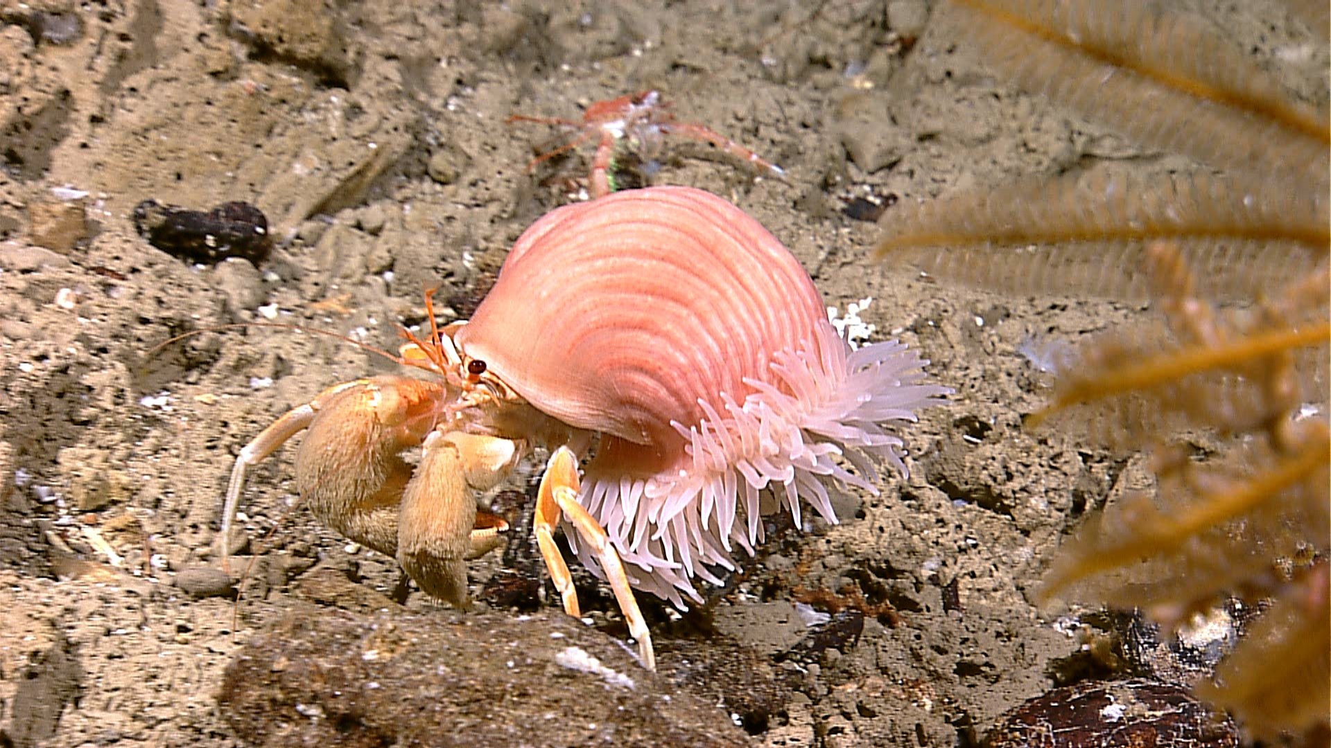 hermit, Crab, Crabs, Sealife Wallpaper