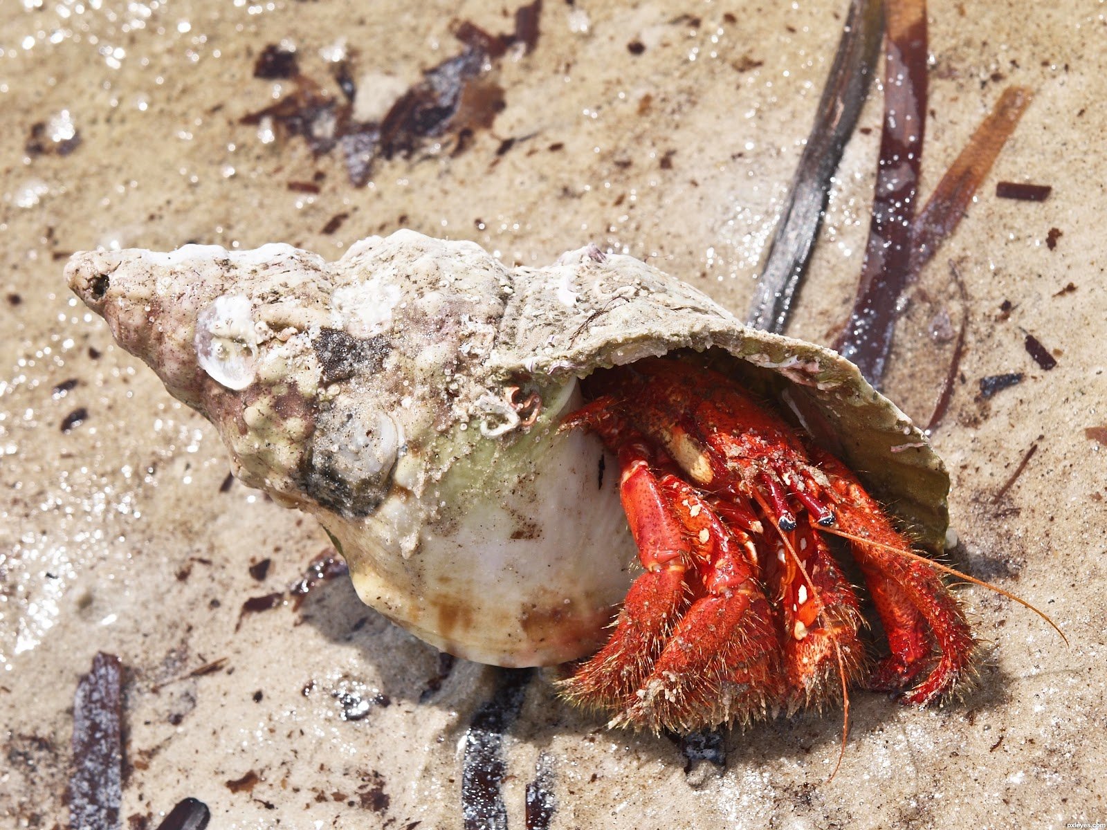 hermit, Crab, Crabs, Sealife Wallpaper