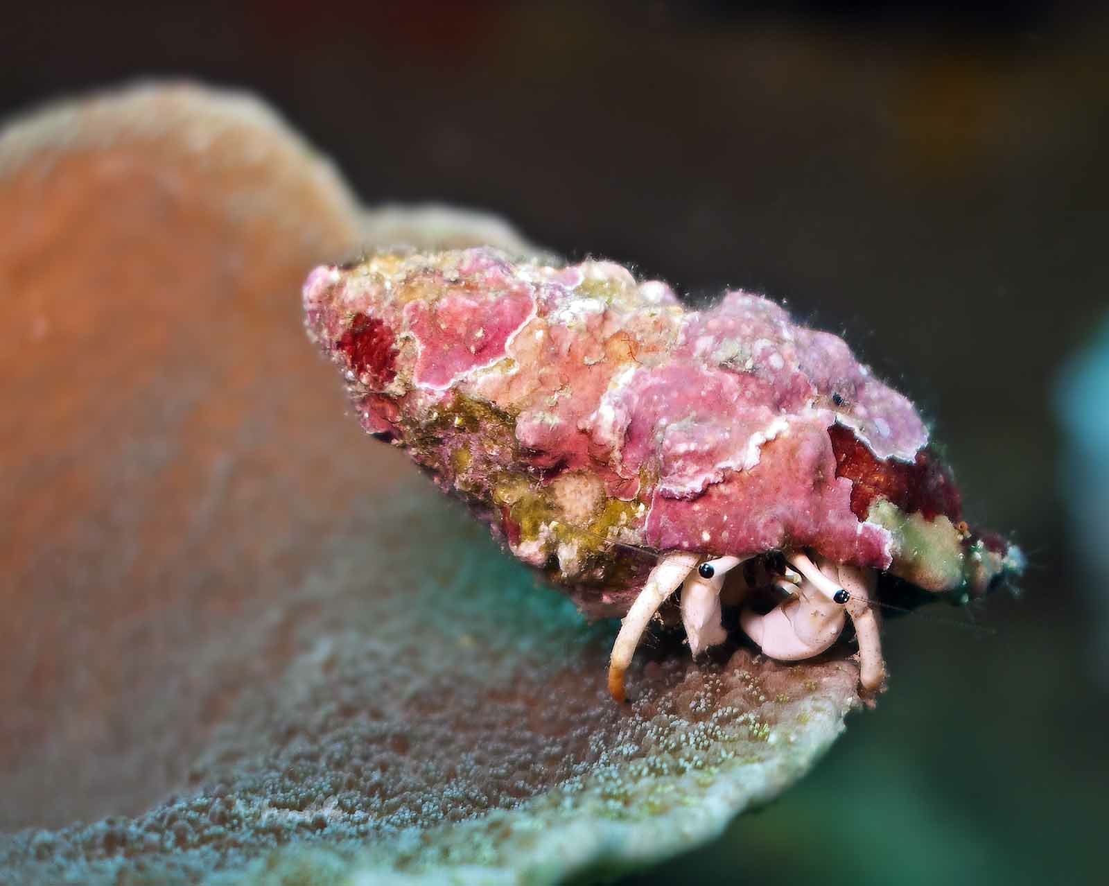 hermit, Crab, Crabs, Sealife Wallpaper