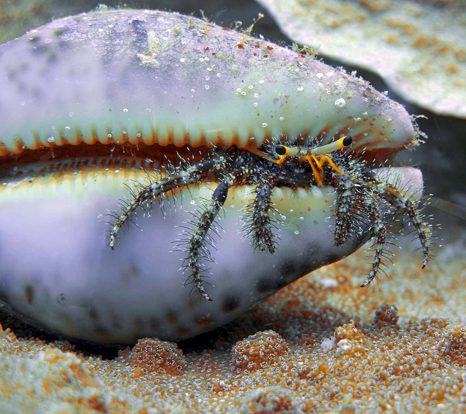 hermit, Crab, Crabs, Sealife Wallpaper