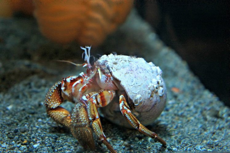 hermit, Crab, Crabs, Sealife HD Wallpaper Desktop Background