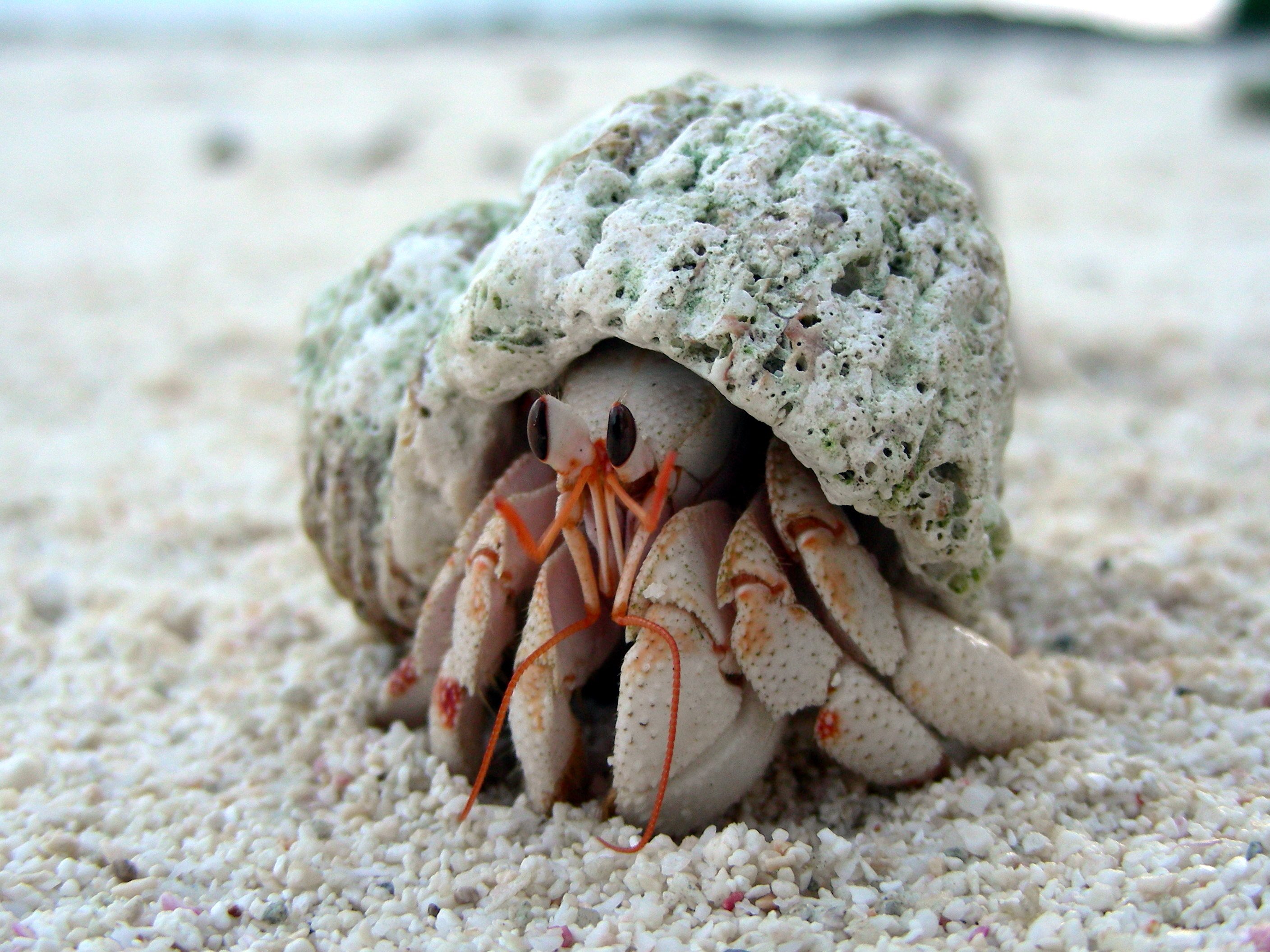 hermit-crab-crabs-sealife