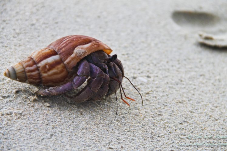 hermit, Crab, Crabs, Sealife