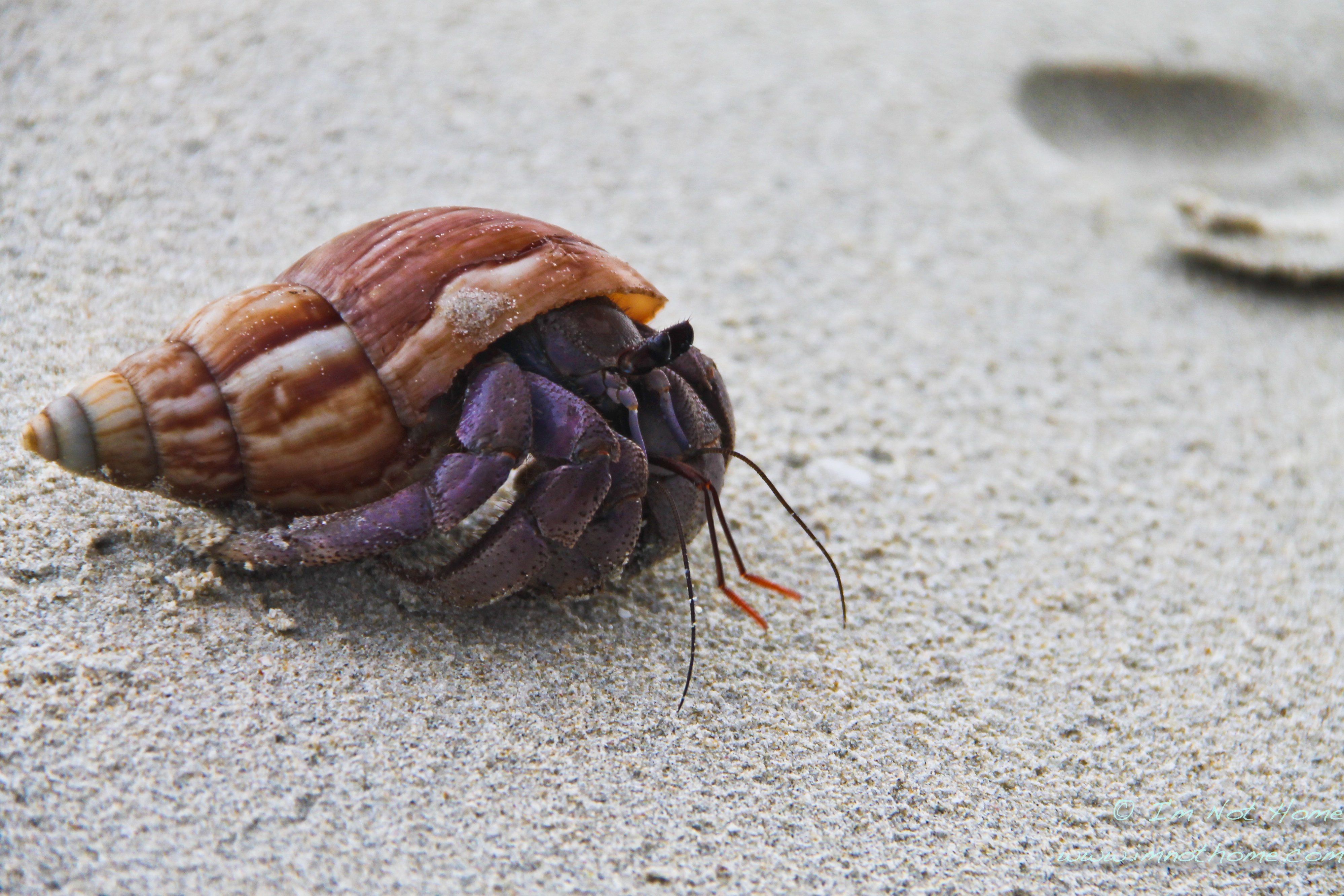 are hermit crabs nocturnal