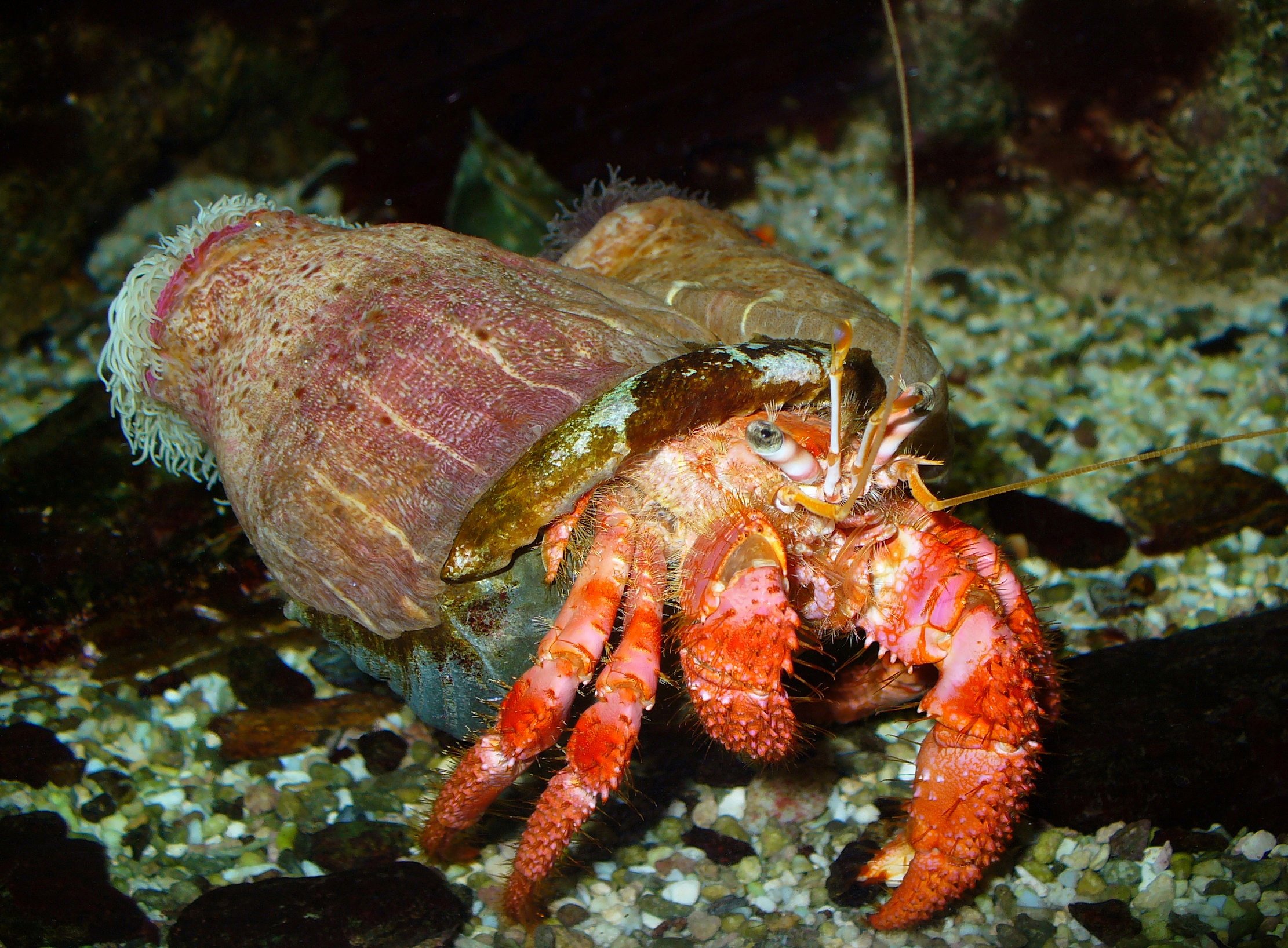 hermit, Crab, Crabs, Sealife Wallpaper