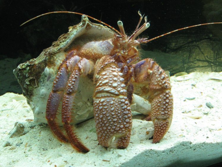 hermit, Crab, Crabs, Sealife HD Wallpaper Desktop Background