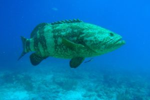 grouper, Ocean, Sea, Underwater, Sealife, Fish