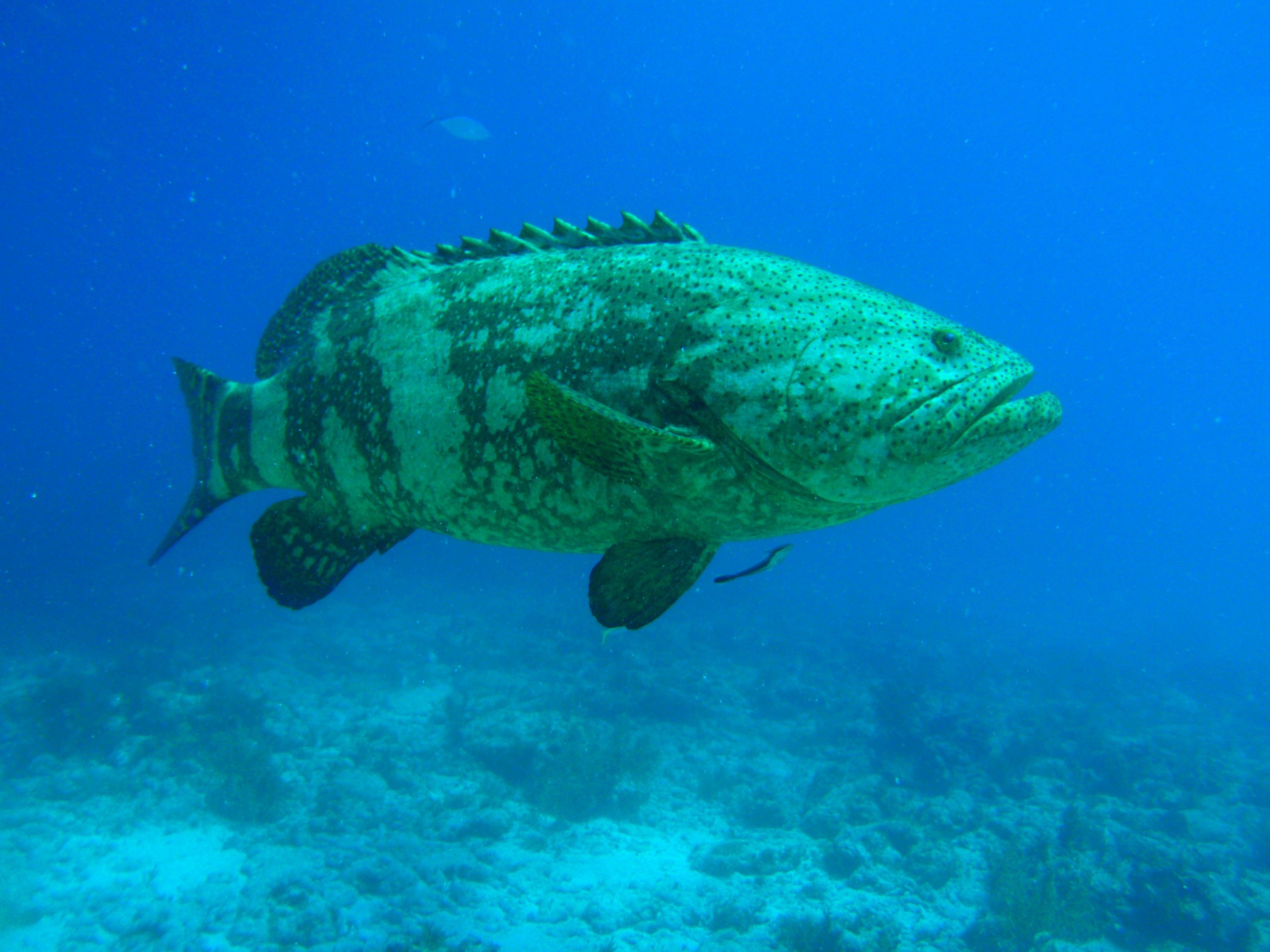 grouper, Ocean, Sea, Underwater, Sealife, Fish Wallpaper