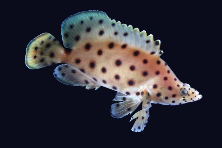 grouper, Ocean, Sea, Underwater, Sealife, Fish HD Wallpaper Desktop Background