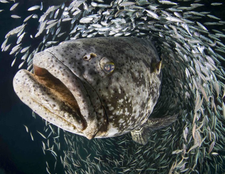 grouper, Ocean, Sea, Underwater, Sealife, Fish HD Wallpaper Desktop Background