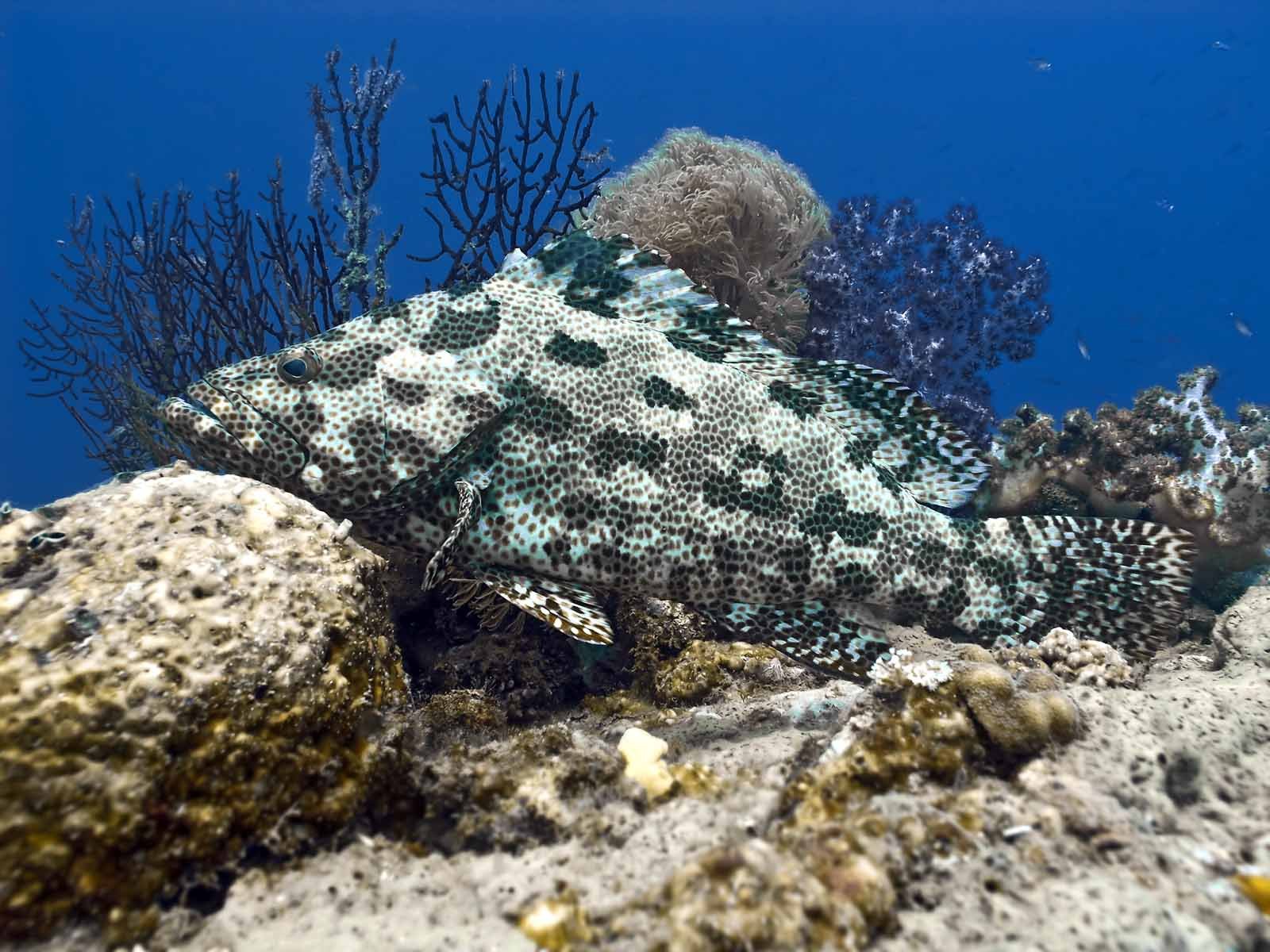grouper, Ocean, Sea, Underwater, Sealife, Fish Wallpaper