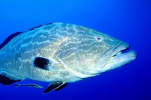 grouper, Ocean, Sea, Underwater, Sealife, Fish