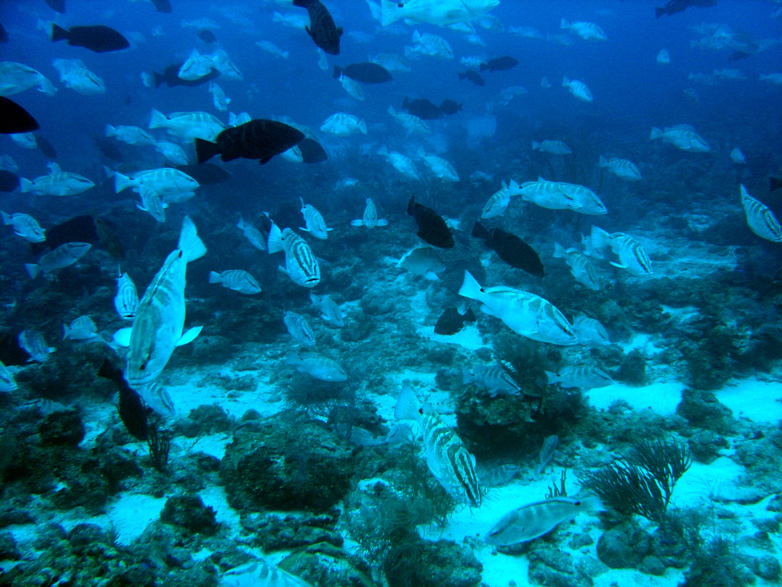 grouper, Ocean, Sea, Underwater, Sealife, Fish Wallpaper