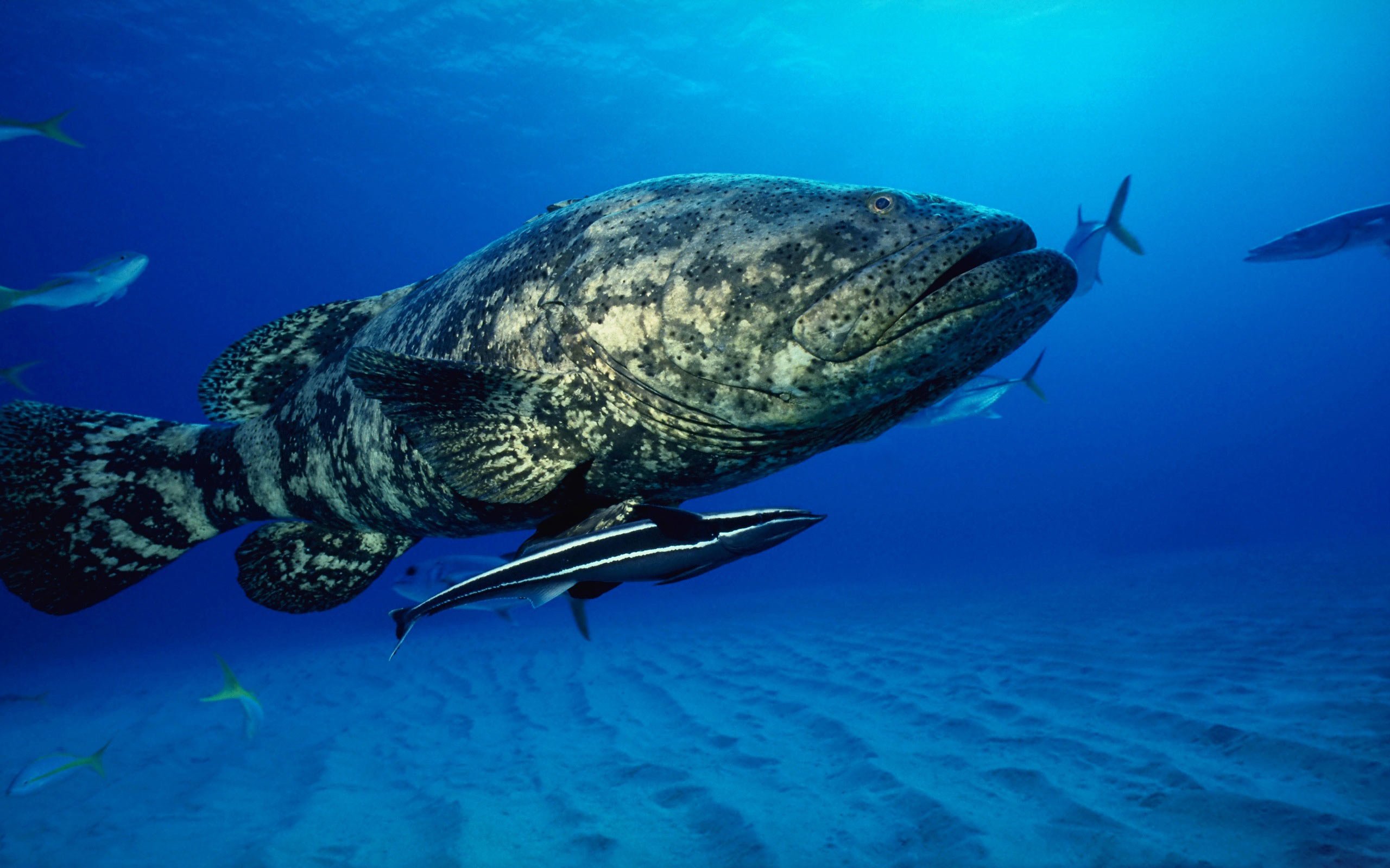 grouper, Ocean, Sea, Underwater, Sealife, Fish Wallpaper