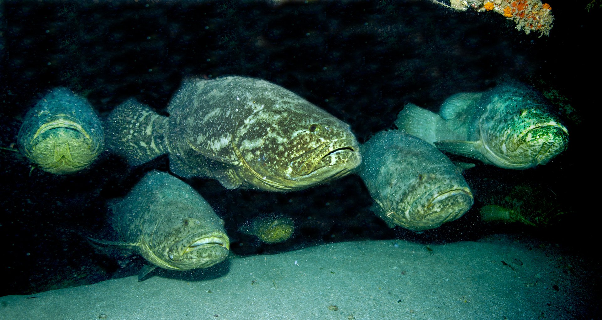 grouper, Ocean, Sea, Underwater, Sealife, Fish Wallpaper